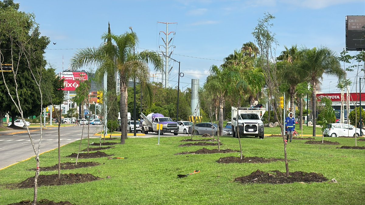 SoyDeLeon_Mx's tweet image. #ReforestaciónNativa #LeónGuanajuato 

❌ Ya no queremos jacarandas, ficus, palmeras, tabachines, ni pirules, ni eucaliptos…

✅ Se plantaron 85 árboles nativos: #Mezquite #PaloVerde #PaloBlanco