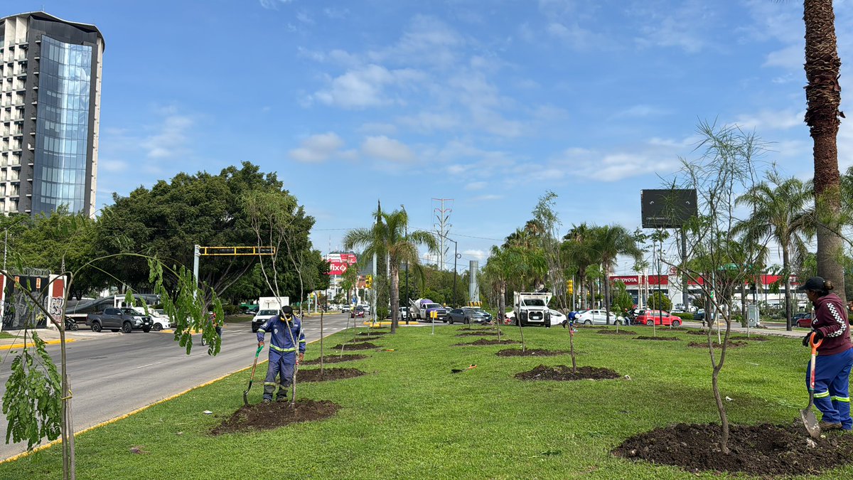 SoyDeLeon_Mx's tweet image. #ReforestaciónNativa #LeónGuanajuato 

❌ Ya no queremos jacarandas, ficus, palmeras, tabachines, ni pirules, ni eucaliptos…

✅ Se plantaron 85 árboles nativos: #Mezquite #PaloVerde #PaloBlanco