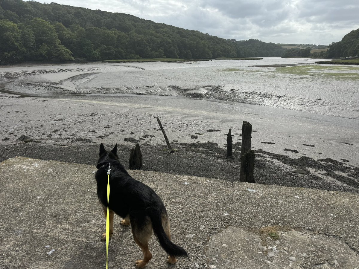 RpdDixie's tweet image. Mum finished early so we got the ferry and popped over to Cornwall for a walk by the river โฆ. I was very disappointed the tide was out ๐ฉ๐๐พ