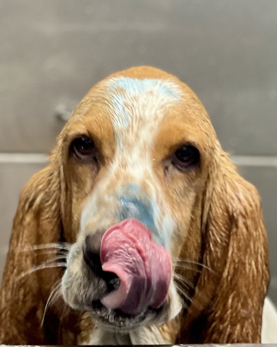 LaineNeasi's tweet image. #FlashBack Chloe’s #TongueOutTuesday 👅🐶💕 #SpaDay