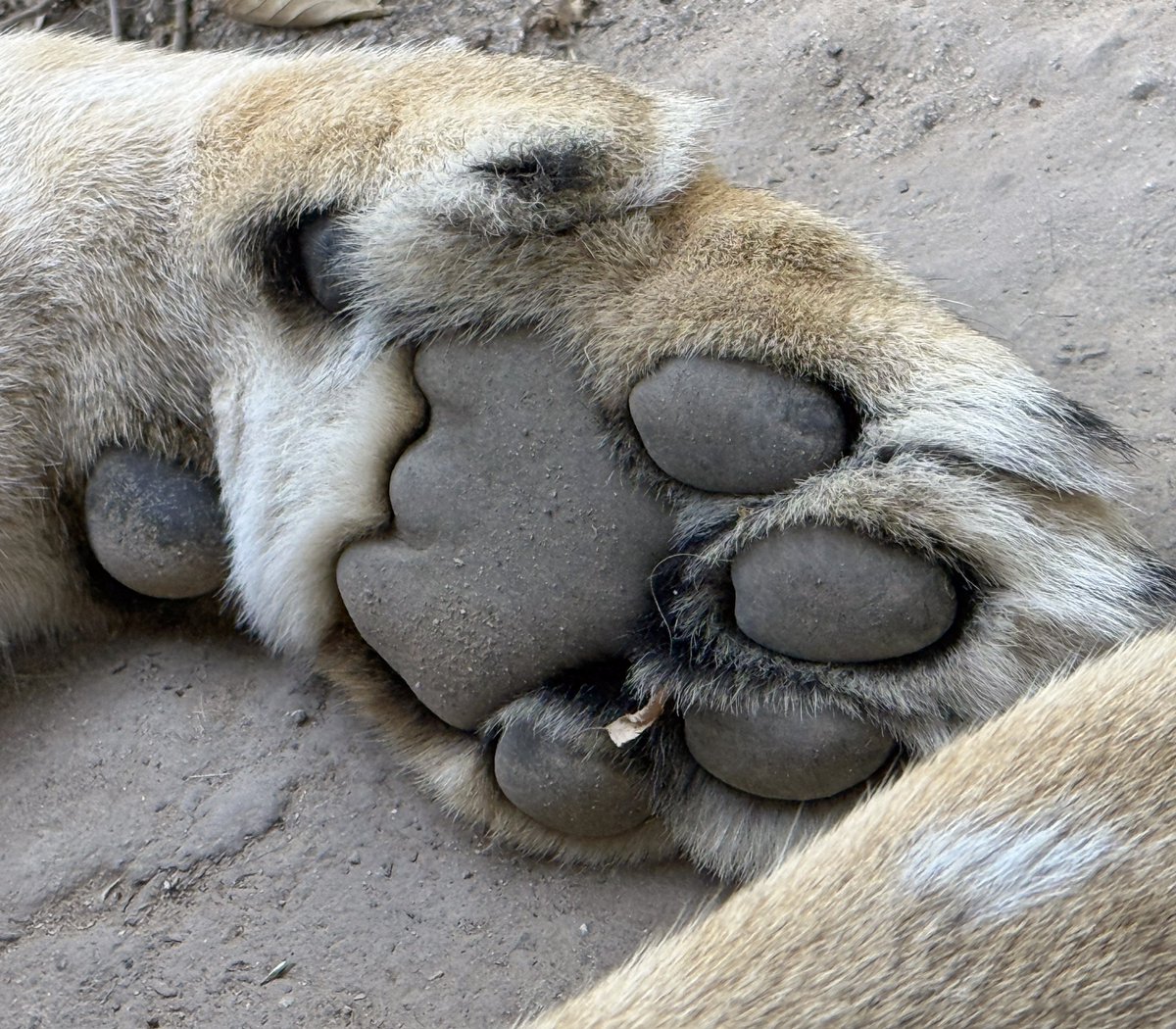 ZooBoise's tweet image. How well do you know Zoo Boise residents? We hope you can identify them by close-up talons, tails, and fur!
First challenge: Who does this paw belong to?
📷: Zoo volunteer Chantel