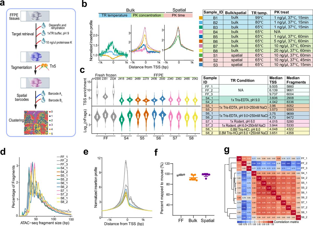 PennMedCSO's tweet image. Spatial profiling of chromatin accessibility in formalin-fixed paraffin-embedded tissues ft. Pengfei Guo, @LiranMao, @ChinNLee2021, Xiaowei Xu, @DengYanxiang (@PennPathLabMed), Yufan Chen, Angelysia Cardilla, Dengge Jin & Yucong Hua (@PennEngineers) nature.com/articles/s4146…