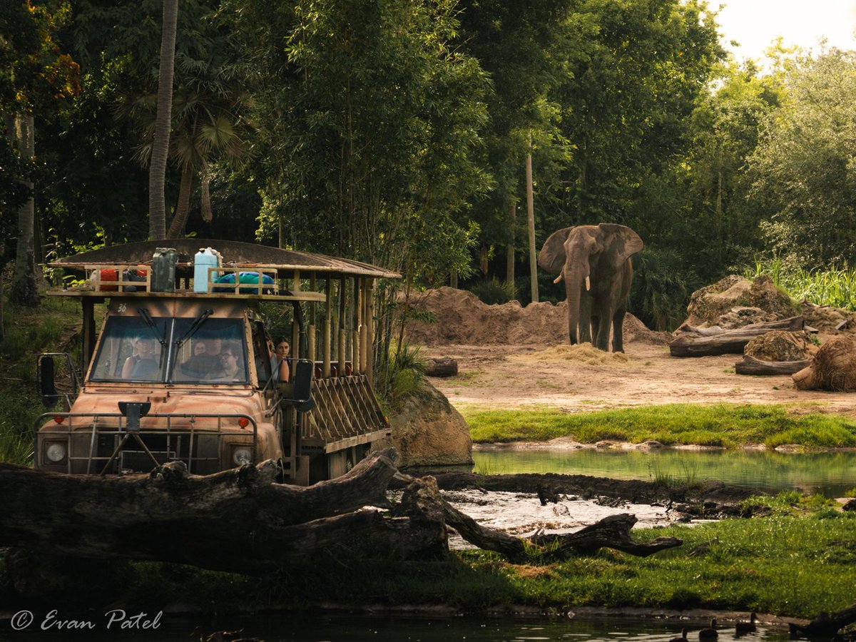 EvanPatel11's tweet image. Environmental storytelling. Kilimanjaro Safaris and some of the reserves residents
