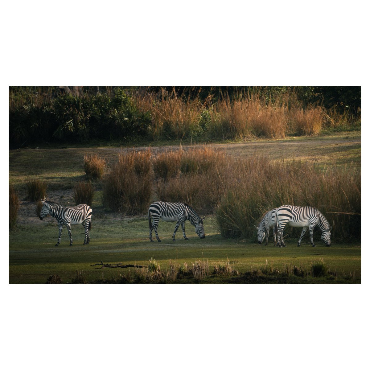 EvanPatel11's tweet image. Environmental storytelling. Kilimanjaro Safaris and some of the reserves residents