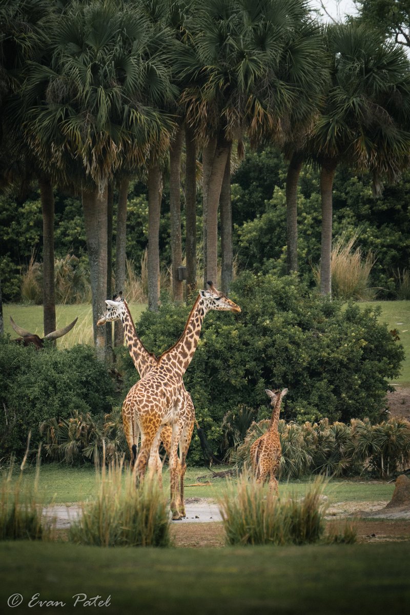 EvanPatel11's tweet image. Environmental storytelling. Kilimanjaro Safaris and some of the reserves residents
