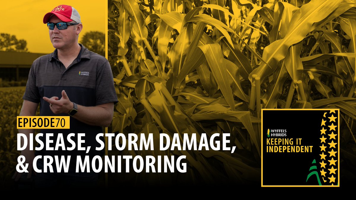 WyffelsHybrids's tweet image. July weather in the Corn Belt? Let’s just say…temperamental.
Mother Nature is throwing everything at us, and it could create a tricky end to the growing season.
This week, the Wyffels team talks disease, wind damage, and corn rootworm pressure.
📺: youtu.be/j91umXDtEq8