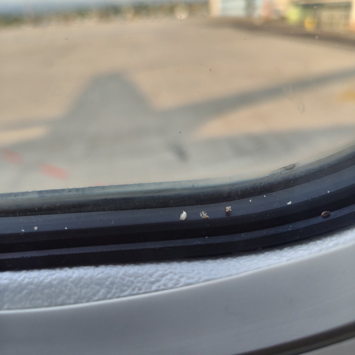 xelexxo's tweet photo. @Ryanair there's bugs in your window btw https://t.co/RB867XdCfx