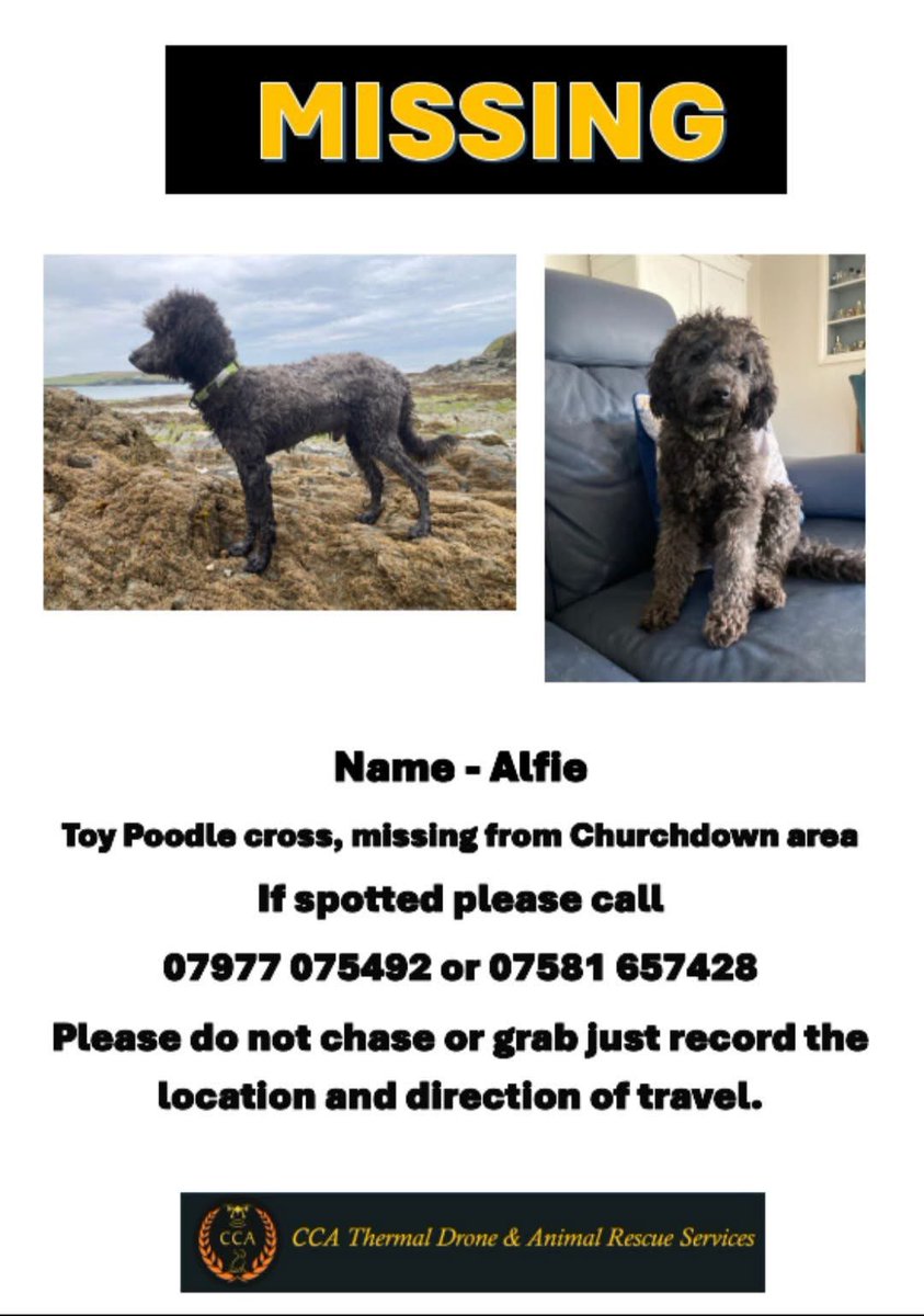 🚨Please share from original post to help Alfie get home🚨 #rehomehour 
#churchdown 
#gloucestershire 
#GL3
