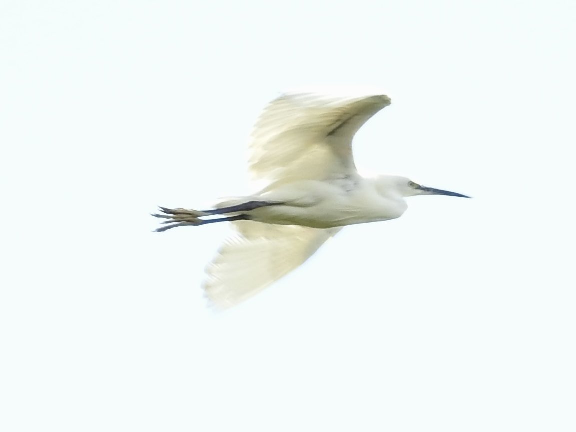 Pat Hogarth (@pathogarth) on Twitter photo Sun, wind then rain <a href="/tophilllow/">tophilllow</a> this morning. Only a brief visit but 2 very contrasting pics. Sunbathing Wren & Little Egret trying to blend into the background sky <a href="/Natures_Voice/">RSPB</a> <a href="/Britnatureguide/">The British Nature Guide</a> <a href="/BNAscience/">BNA science</a> <a href="/discoverHullEY/">Discover Hull</a> <a href="/YorkshireWater/">Yorkshire Water 💧</a> #TwitterNatureCommunity Sun, wind then rain <a href="/tophilllow/">tophilllow</a> this morning. Only a brief visit but 2 very contrasting pics. Sunbathing Wren & Little Egret trying to blend into the background sky <a href="/Natures_Voice/">RSPB</a> <a href="/Britnatureguide/">The British Nature Guide</a> <a href="/BNAscience/">BNA science</a> <a href="/discoverHullEY/">Discover Hull</a> <a href="/YorkshireWater/">Yorkshire Water 💧</a> #TwitterNatureCommunity