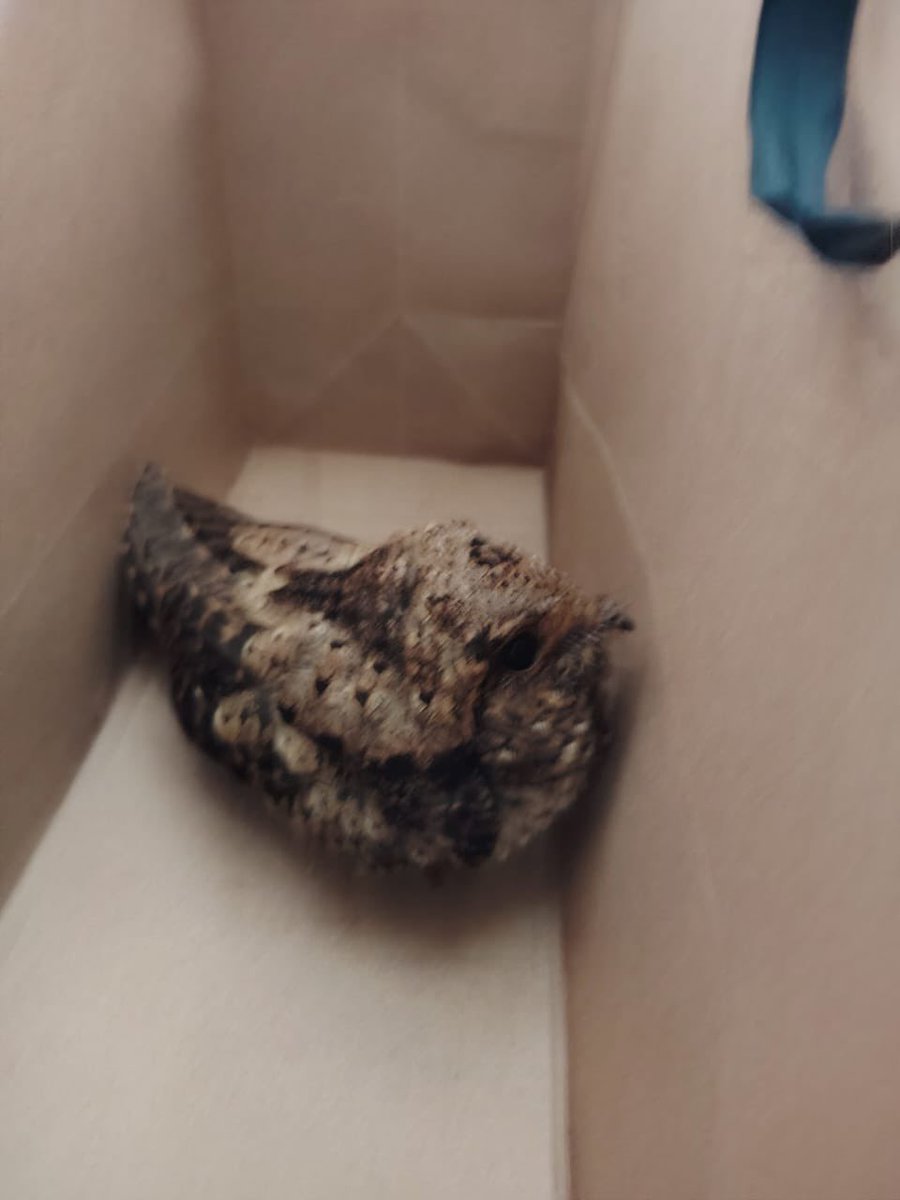 🚨Reporte de ave lesionada al interior de una escuela, luego de que aparentemente se estrellara contra una ventana, impidiéndole volver a volar.

El ave, de especie no identificada en el momento, fue entregada al personal de bomberos para su resguardo y valoración correspondiente