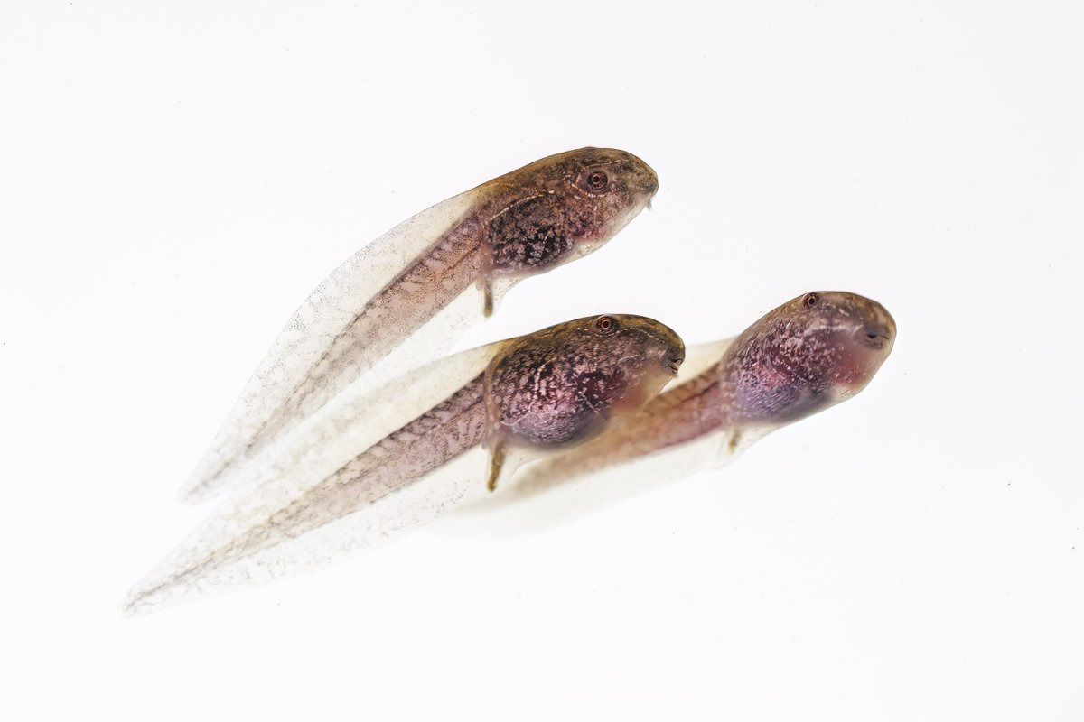 AquariumPacific's tweet photo. Almost 600 California red-legged frog tadpoles, hatched and raised by @AquariumPacific biologists, are now swimming free in streams located in the Santa Monica Mountains. A hopeful milestone for a species once thought to be extinct in the area. https://t.co/Nv9iY0T6Rj https://t.co/9md8B5JQkR