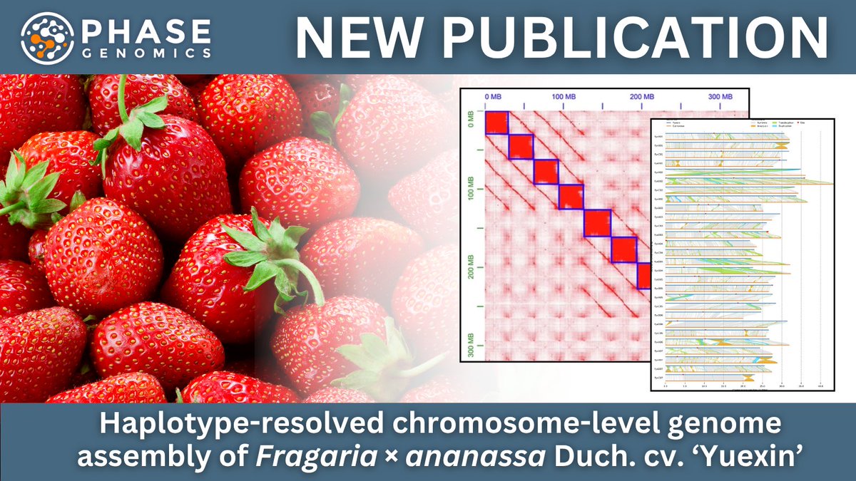PhaseGenomics's tweet image. 🍓 Meet ‘Yuexin’ - a next-gen #strawberry with smoother texture, better shelf life, and sweeter aroma. Scientists have released its fully phased #genome, revealing the genetic secrets behind these tasty traits. Proximo #HiC + @PacBio for the win! 🧬
🔗 hubs.la/Q03tZvZD0