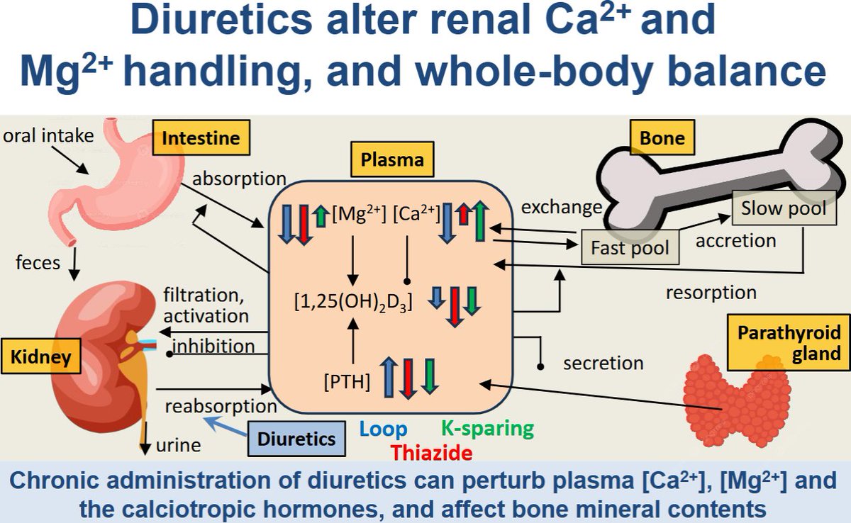 AJPRegu's tweet image. We're diving into some great #homeostasis research in this @UWaterloo #ArticleinPress Modeling calcium and magnesium balance: Effects of diuretics (Pritha Dutta and Anita T. Layton):
ow.ly/w8fX50Wp85W