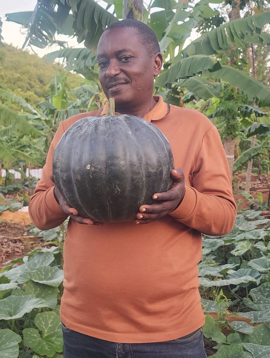 AIBIS_UG's tweet photo. Allan Kalangi , AIBIS ED, with a giant pumpkin harvested from the Agroecology Demonstration Farm. No agrochemicals used. Pumpkins are multipurpose and very important on the farm. They serve as a cover plant, are delicious to eat and very nutritious. Never throw away the seeds! https://t.co/TWglDoyBOo