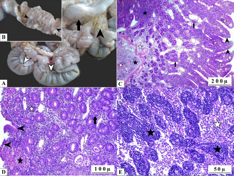 📚 New in Pathogens

Oxidative Stress and Apoptotic Markers in Goats Naturally Infected with Mycobacterium avium subsp. paratuberculosis

🔗 Read now: brnw.ch/21wUamz

#Mycobacteria #MycobacteriumAvium #Apoptosis #Antioxidants #Pathogens #ResearchArticle