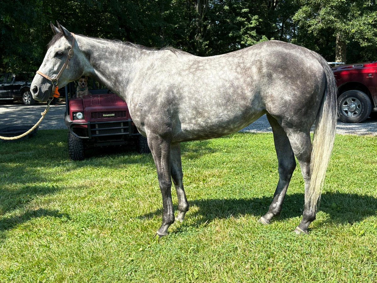 Meet one of our new additions to the barn this summer, Dream of Gold. Already nicknamed Dreamy, the 5YO finished in the top two five times on the flat, including three victories!
