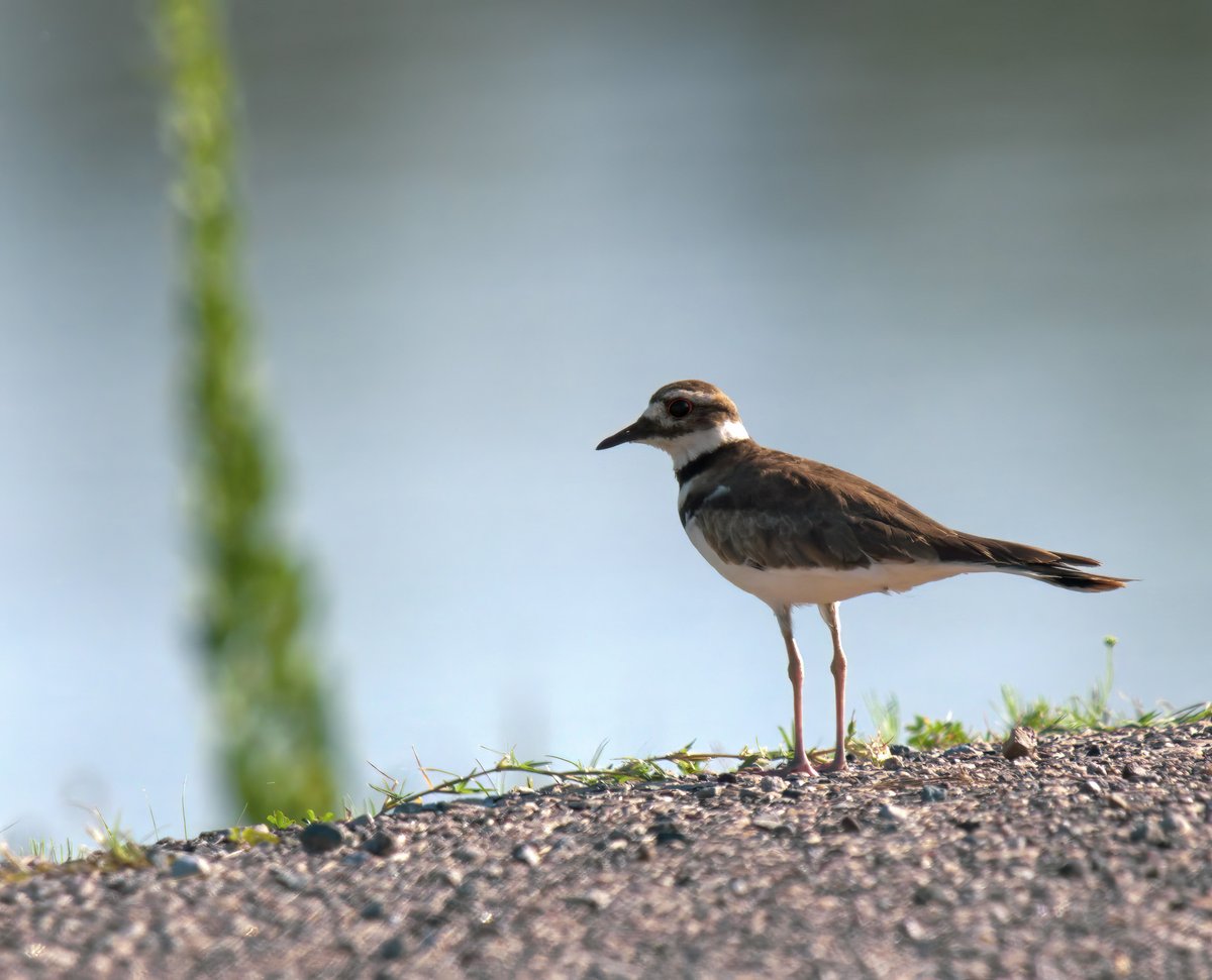 This killdeer landed right in front of me making a very loud and aggressive sound. I assume there must have been a nearby nest on the ground it was guarding.
#birding 
#birdphotography
#wildlifephotography 
#NaturePhotography