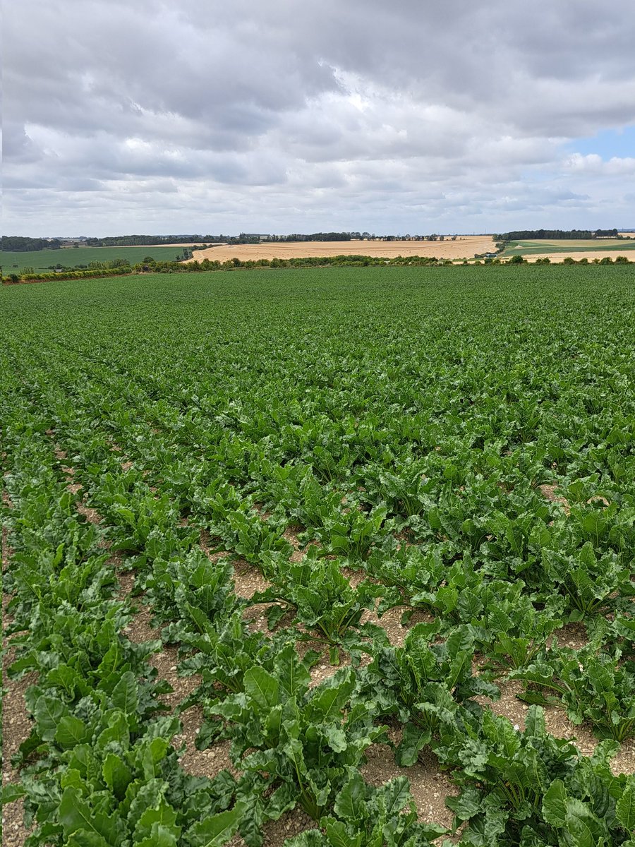 For a while I've not done tweeting/Xing/whatever you call it nowadays so here's one. Out today checking the #sugarbeet #crusoe #millingwheat #harvest2025 in the distance!
Will #StSwithuns day bring a change of weather? 🙏 combines finish first! #oldsayings #Hertfordshire