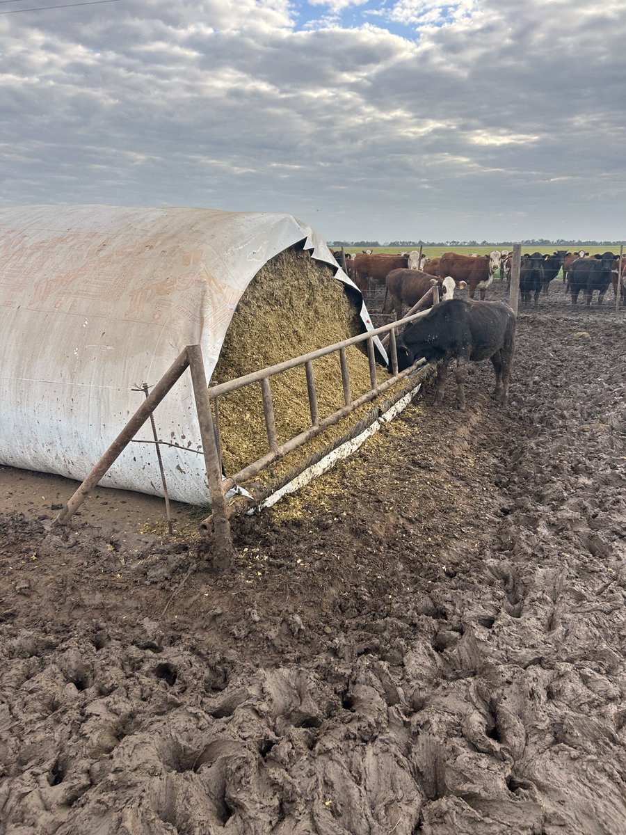 Mario Aguilar 🌽🐖 🐂♻️🧉 tweet media