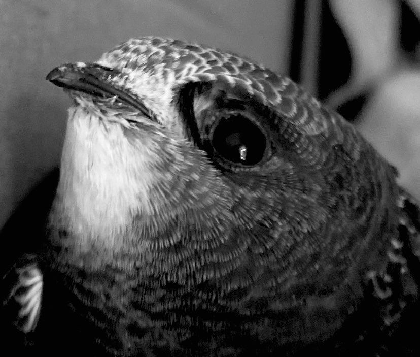 Hannah Bourne-Taylor (@writerhannahbt) on Twitter photo Help our irreplaceable swifts: book an in-person surgery appointment with your MP to persuade them to support the swift brick amendment & email me at thefeatherspeech@gmail.com so I can brief you. We can save them but only if we all work as a team. Help our irreplaceable swifts: book an in-person surgery appointment with your MP to persuade them to support the swift brick amendment & email me at thefeatherspeech@gmail.com so I can brief you. We can save them but only if we all work as a team.