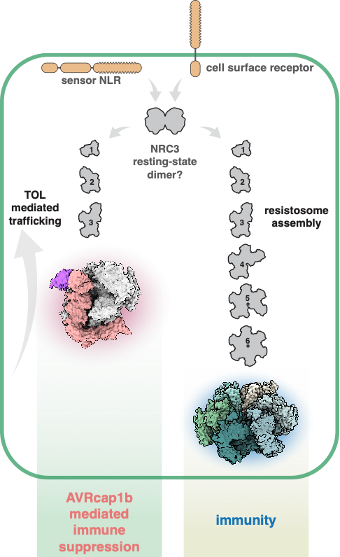 Our model: Once activated, dissociated NRC protomers assemble in a stepwise manner to form a full hexameric resistosome. AVRcap1b blocks this process, capturing NRC assembly intermediates and relocating them via the TOL-ESCRT pathway.
Effector biology rocks! #EffectorWisdom
8/10