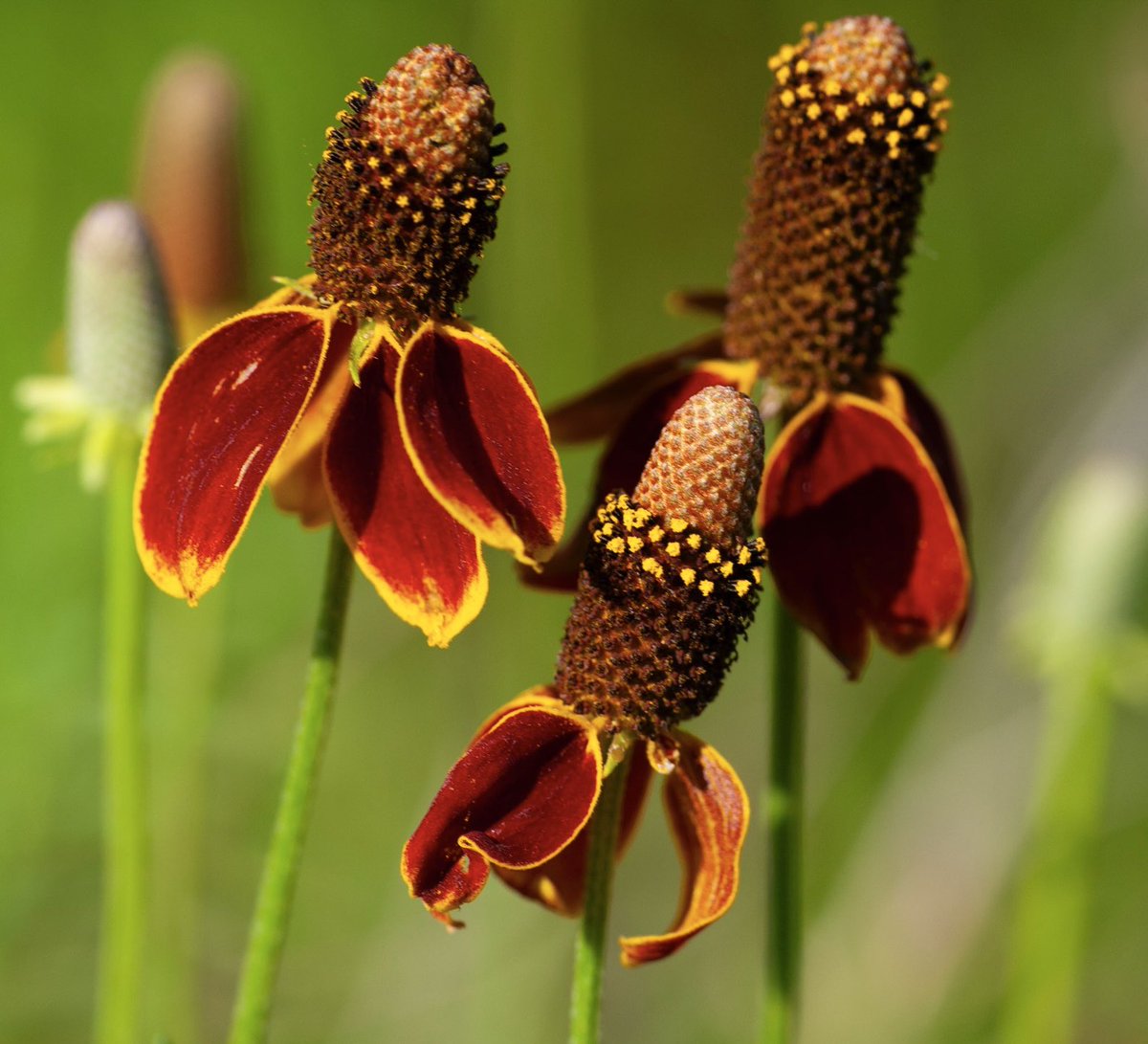 Your afternoon Wildflower! I’ve only found a few of these in my past wanderings but this year I’ve found quite a few! Mexican Hats are blooming right now on the North Dakota prairie! #wildflowers #Flowers #wandering #northdakota #prairie