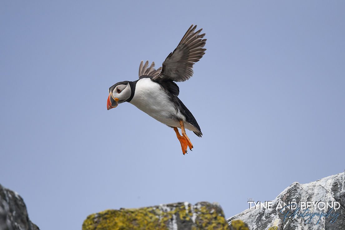 The Tyne and Beyond (@tyneandbeyond) on Twitter photo Everybody jump! <a href="/FarneIslands1/">Farne Islands</a> #puffins <a href="/thefarnes/">Andrew Douglas</a>
#Seabird <a href="/NorthEastTweets/">North East Tweets</a> <a href="/VisitNland/">Visit Northumberland</a> Everybody jump! <a href="/FarneIslands1/">Farne Islands</a> #puffins <a href="/thefarnes/">Andrew Douglas</a>
#Seabird <a href="/NorthEastTweets/">North East Tweets</a> <a href="/VisitNland/">Visit Northumberland</a>