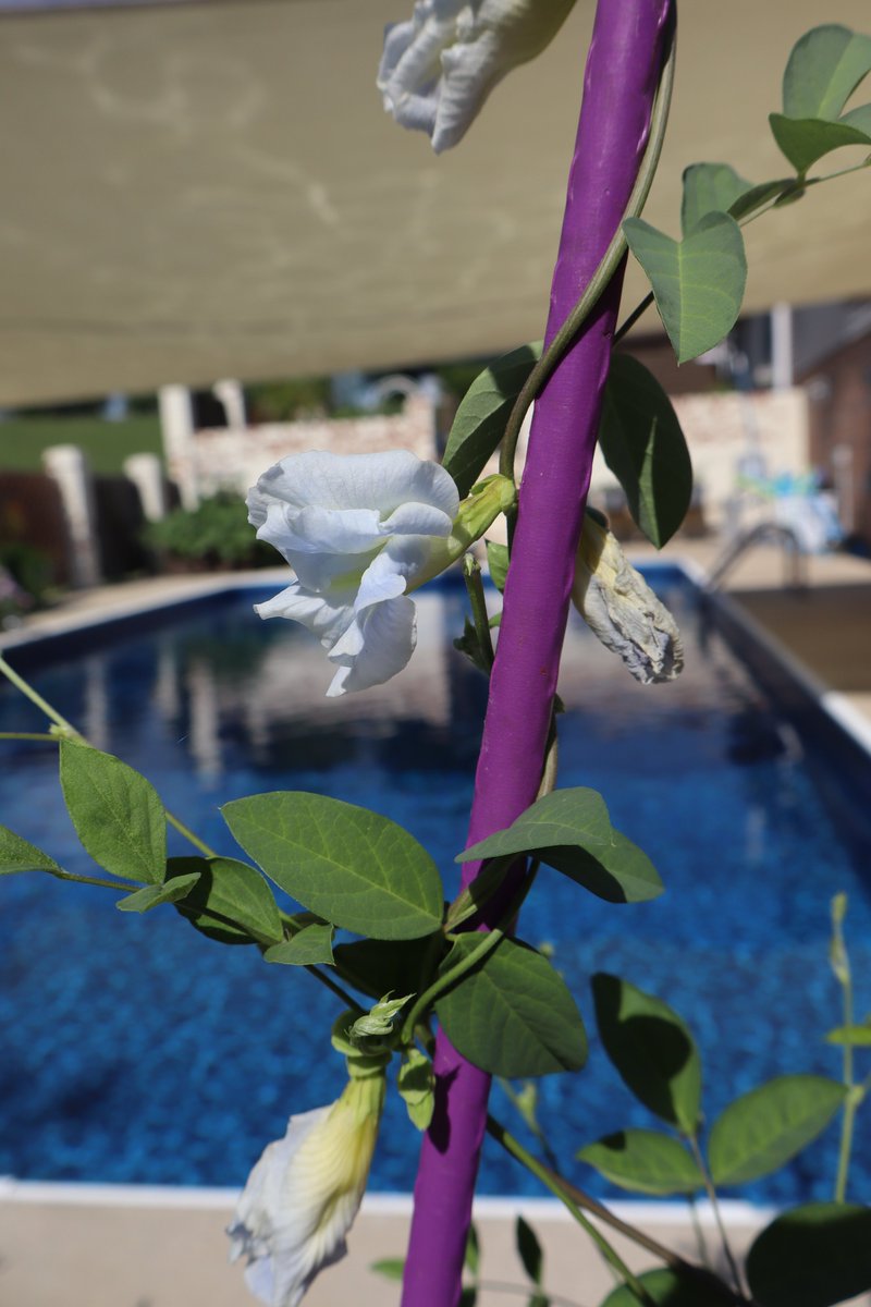 KitchenGardensX's tweet image. So exciting! Thai Blue Butterfly Pea seeds from @rareseeds starting to bloom! They were difficult to germinate but that makes them all-the-more special.
I am looking forward to a huge plantful so I can make blue drinks.
Have you ever grown this? Do you want to?