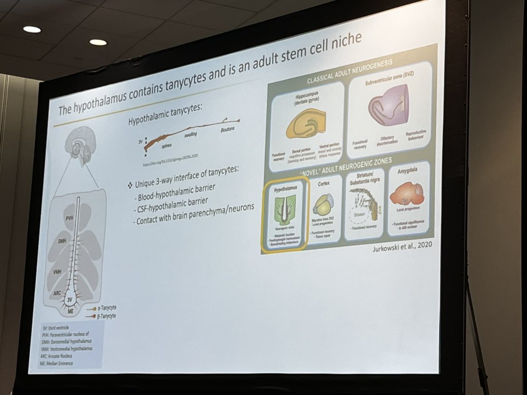 A great talk by <a href="/Carmelo_Quarta/">Carmelo Quarta</a> on ‘Ghost’ POMC+ neurons at #ENDO2025