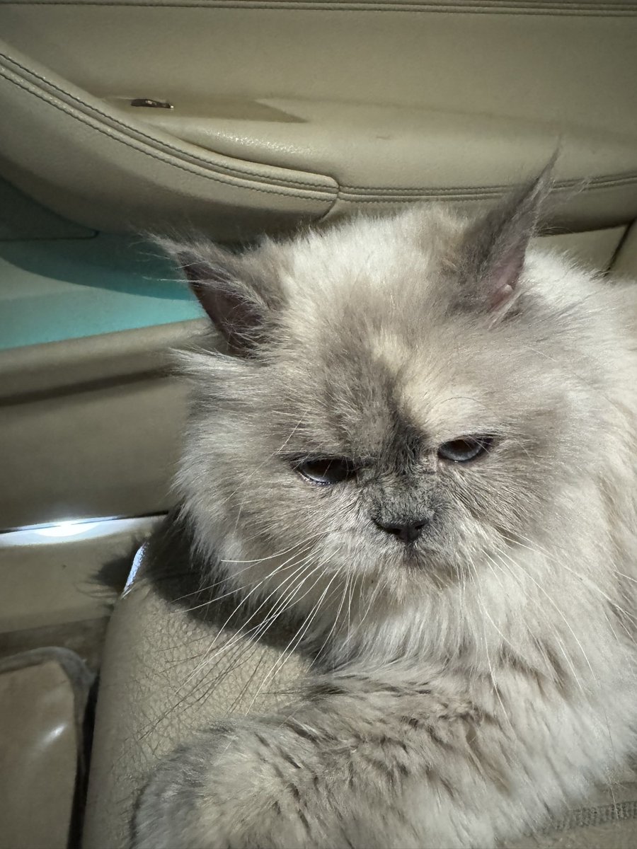 #انقاذ #قطط #الرياض 
هذي ضايعه لقيتها بالشارع حي الياسمين 
تحتاج انقاذ عاجل او الي صاحبها يعطيني إثبات فديوهات لها 
رقم التواصل واتس فقط 0541952272