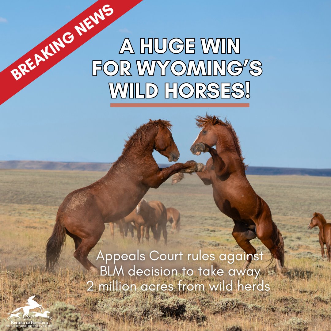 🚨 In a stunning win for thousands of Wyoming #wildhorses on Tuesday, Return to Freedom and our co-plaintiffs defeated the Bureau of Land Management’s decision that would have permanently wiped out the Salt Wells Creek and Great Divide Basin wild horse herds. ⬇️