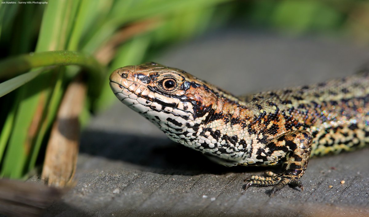 If threatened, a common lizard can drop its still-wiggling tail to escape predators! It grows back, but usually a bit shorter than the original 🦎 

Learn more about this species 👉 wildlifetrusts.org/wildlife-explo…