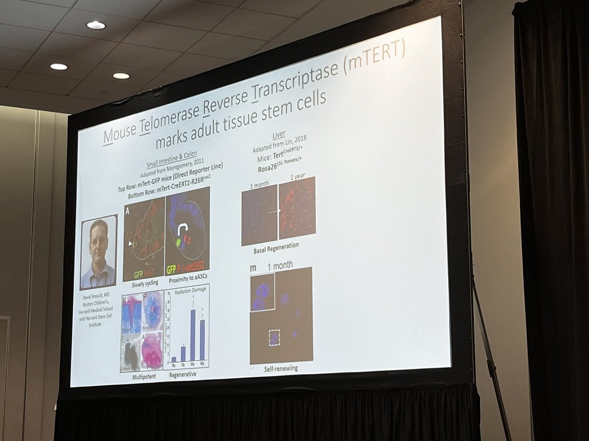 David Petrik (@davidpetrik77) on Twitter photo A nice talk of Kristy Townsend <a href="/neuroadipo/">Dr Kristy Townsend</a> on TERT in adult neural stem cells #ENDO2025 A nice talk of Kristy Townsend <a href="/neuroadipo/">Dr Kristy Townsend</a> on TERT in adult neural stem cells #ENDO2025