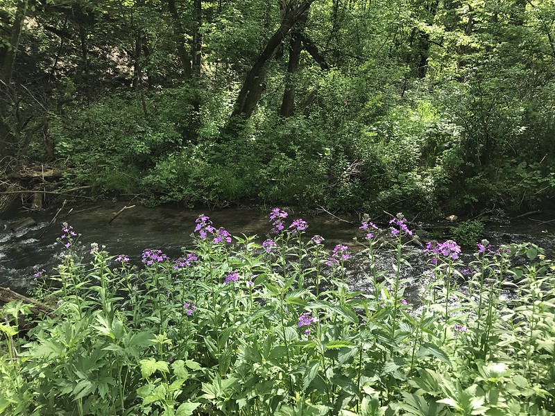 Many invasive species in Saskatchewan start in gardens before spreading into the natural environment or agricultural fields. Be sure not to grow invasive plants in your garden!
Image: Flickr Creative Commons/Ellen MacDonald
#invasiveweeds #SaskParks #yqr #yxe #KeepSaskWild