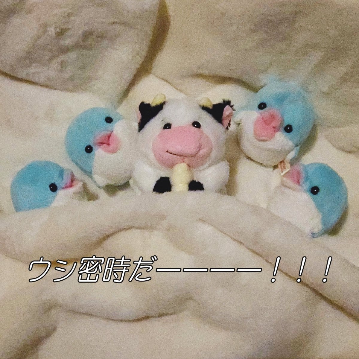 lady_chisaine's tweet image. 呼んだら来るよ🕑️🐮