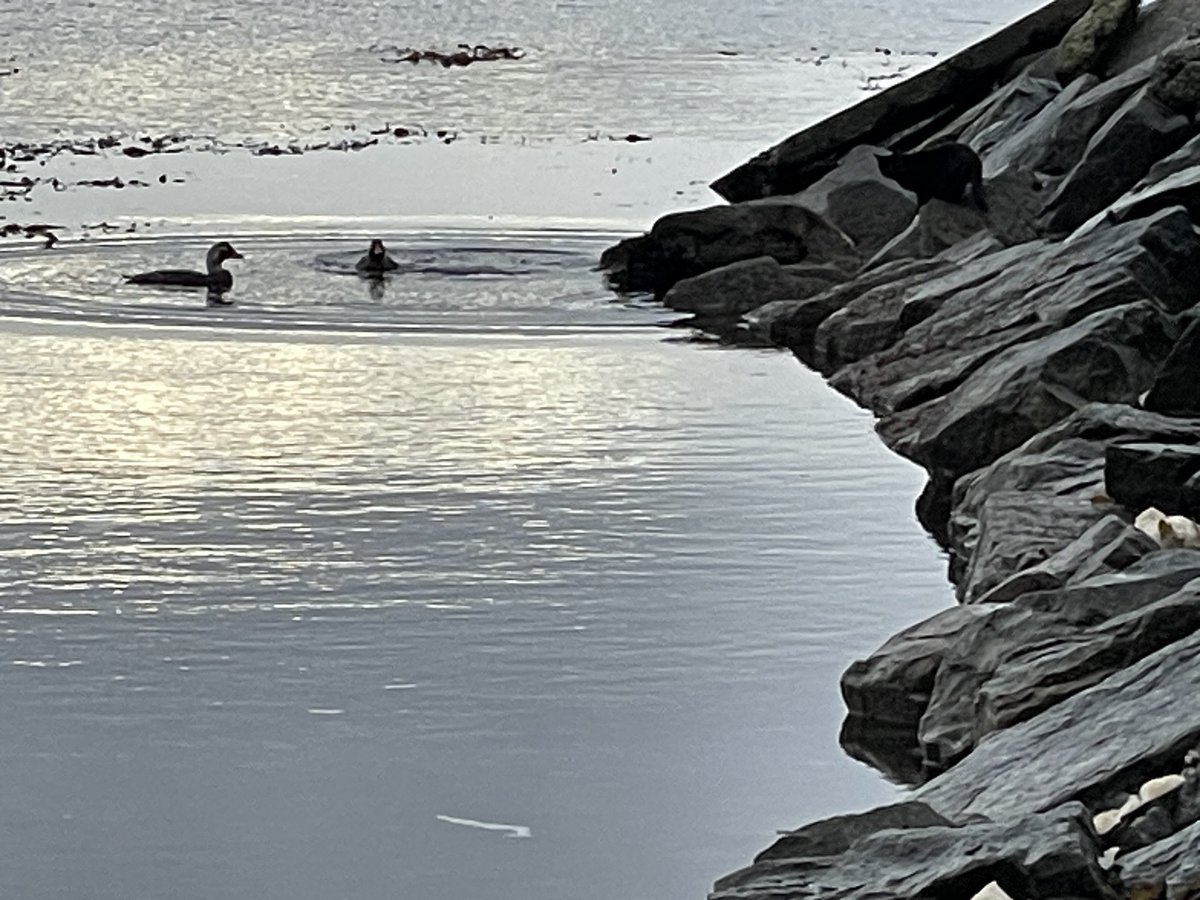 Gavin Phillip Short (@gav424) on Twitter photo It would seem as if the #Falklands flightless steamer duck (logger duck to us locals) did not want to assist Oreo the cat in his wish to have logger duck served on a bed of freshly gathered kelp for his dinner-dins It would seem as if the #Falklands flightless steamer duck (logger duck to us locals) did not want to assist Oreo the cat in his wish to have logger duck served on a bed of freshly gathered kelp for his dinner-dins