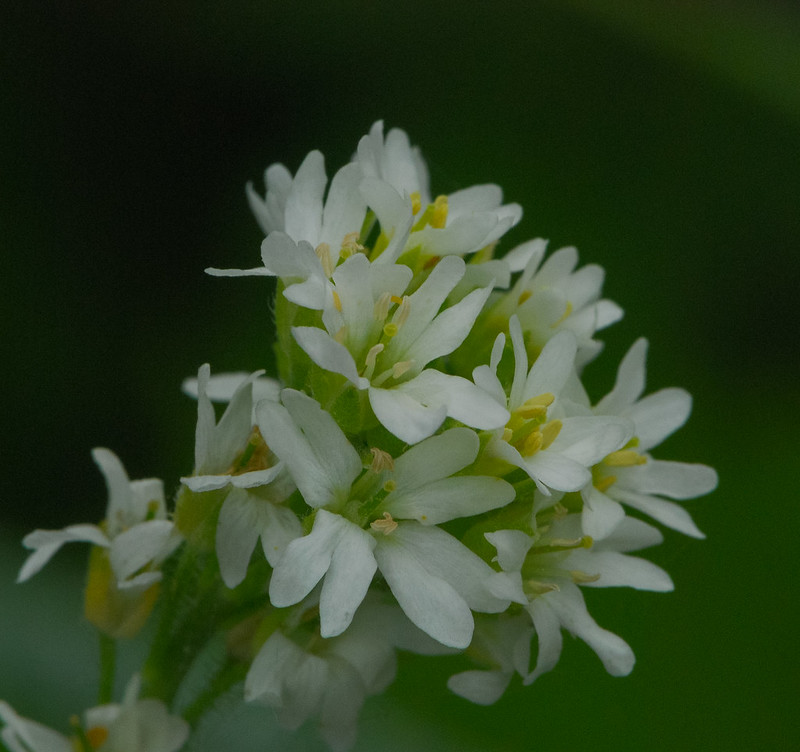 If you come across the noxious weed, Hoary Alyssum, hand pulling is an effective way to get rid of it. However be sure to dispose of it in landfill bound garbage bags or burn it to prevent further spread.

Image: Flickr Creative Commons/Joshua Mayer
#invasiveweeds #KeepSaskWild