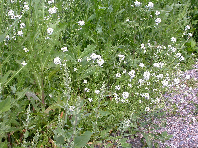 Invasive species impact the environment, wildlife, agricultural fields &amp; livestock. We all have a responsibility to prevent the spread and to report sightings! Report invasive species on iNaturalist,  or the Ag Knowledge Centre at 1-866-457-2377
FlickrCreativeCommons/Matt Lavin