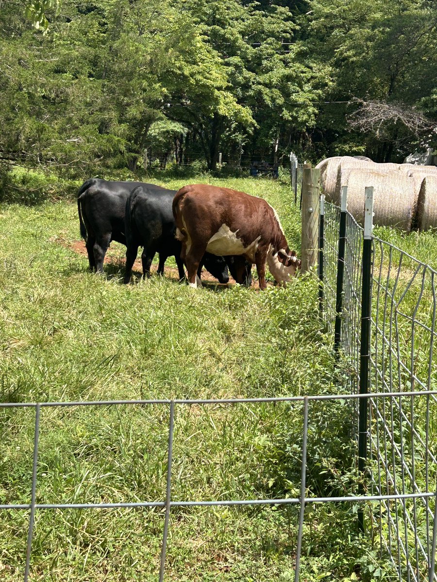 Instead of waiting in line for water they elect to go to a mud puddle