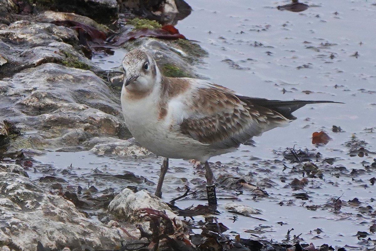 Rathlin Stickybeak (@_stickybeak) on Twitter photo A few juvenile Black-headed Gulls have been appearing in Church Bay lately, but surprisingly this one today was wearing a ring! Black 2335. A great blog post by <a href="/PhilWoollen/">Phil Woollen</a> shows birds ringed at Shotton with numbers likely in the same sequence wirralbirders.blogspot.com/2025/06/black-… A few juvenile Black-headed Gulls have been appearing in Church Bay lately, but surprisingly this one today was wearing a ring! Black 2335. A great blog post by <a href="/PhilWoollen/">Phil Woollen</a> shows birds ringed at Shotton with numbers likely in the same sequence wirralbirders.blogspot.com/2025/06/black-…