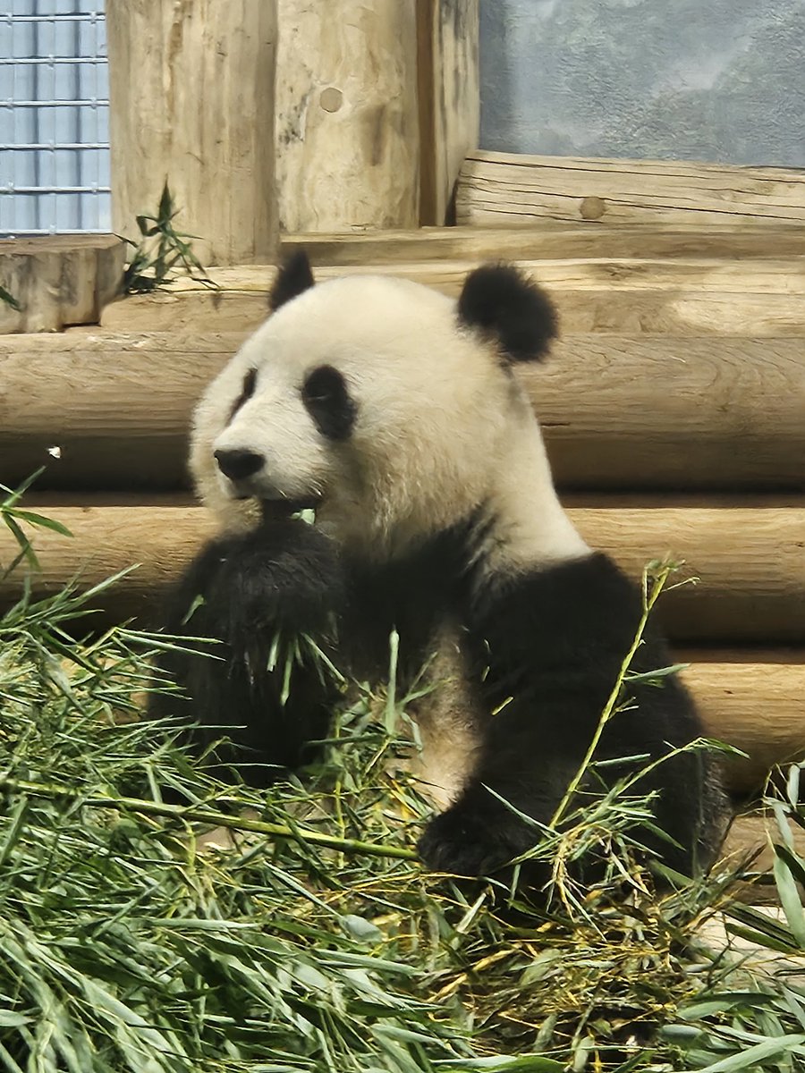 steflynn03's tweet image. Omg!! Best day ever!! After painting almost 3 years, I Finally got to see the #dcpandas. So fun!! #bucketlist