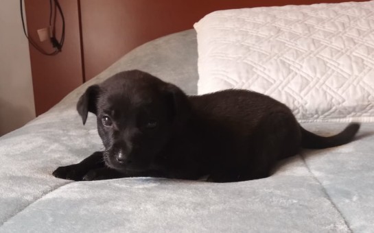 Lo mas tierno que veras hoy

Estos dos cachorros estan en adopción en edomex. 

Me ayudan a compartir hasta que encuentre casa?

Contacto  (919) 323-7334