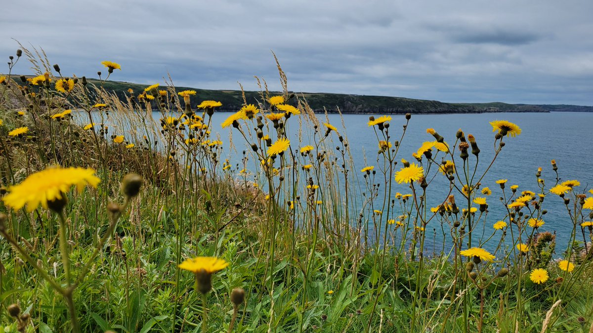 Charlie NJ7V tweet media