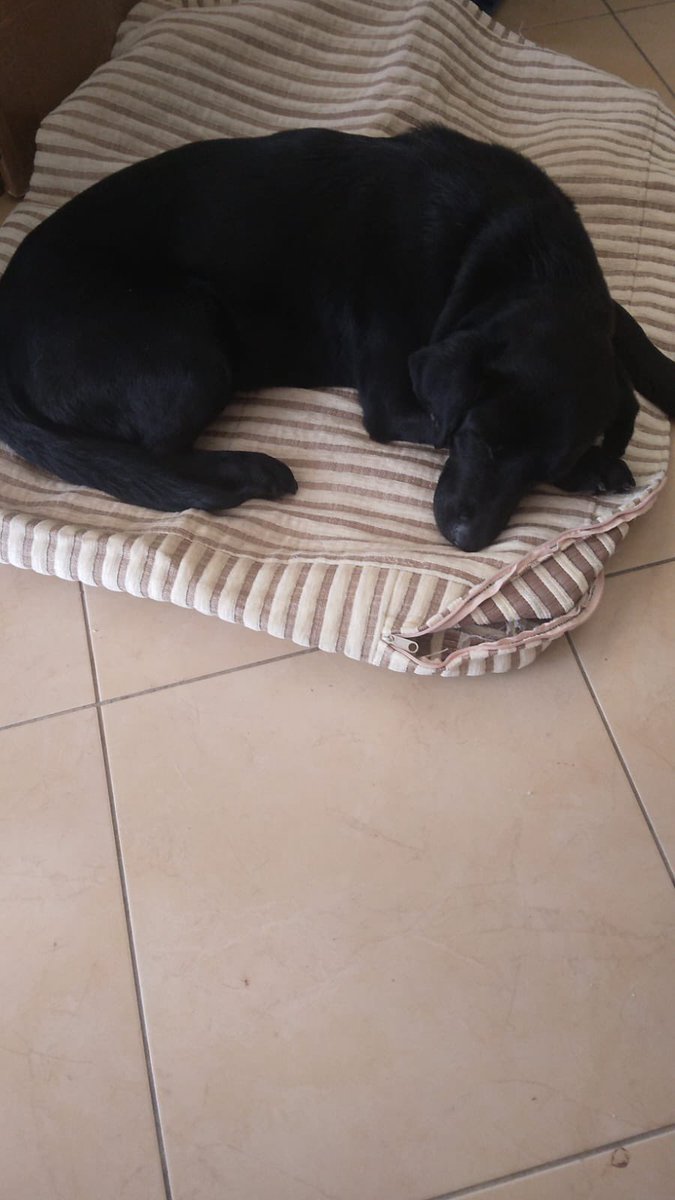 Kufi tedavisinin ardından pansiyona geri döndü
orda kedilerle köpeklerle insanlarla çok iyi anlaşıyor ancak pansiyonda ne kadar tutabiliriz ki? 
bastıbacak bir labradora yuva bulamıyor muyuz bu şehirde?