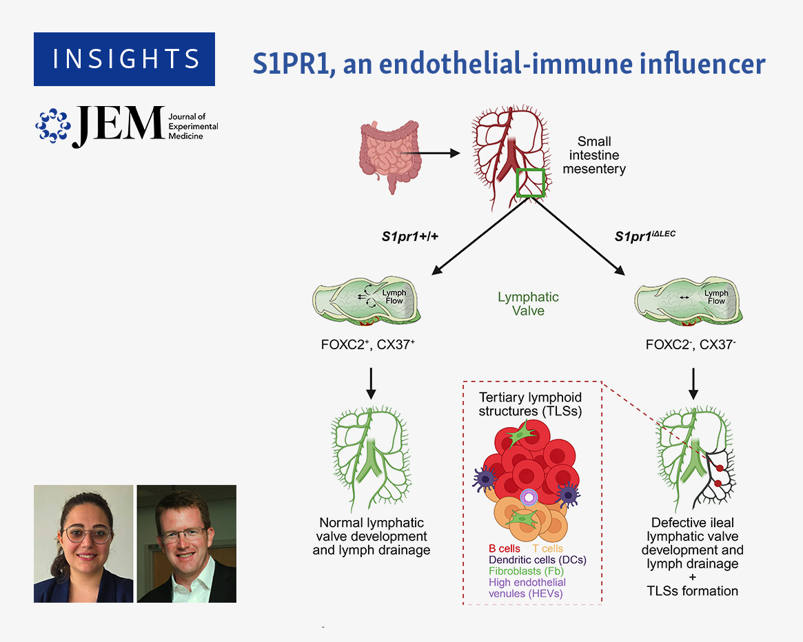 JExpMed's tweet image. Insights from Mahfoud & Padera: Geng et al. (hubs.la/Q03xjqs70) show that LEC S1P/S1PR1 signaling plays a role in mesenteric TLS formation in the absence of subclinical inflammation and, importantly, is a key regulator of lymphatic valve development. hubs.la/Q03xjqQN0