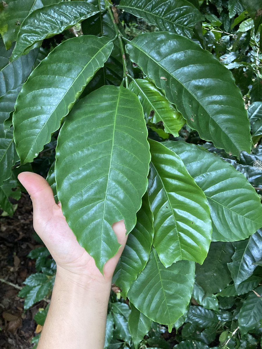 Jacinto Vallarta tweet media