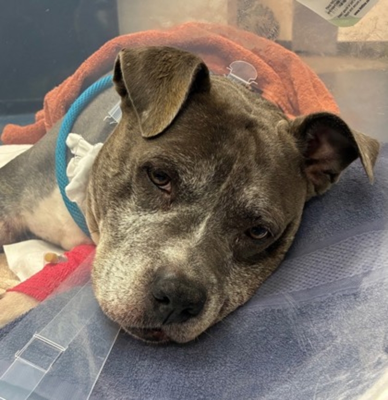 ❤️‍🩹 Can you make a donation to support Herbo's recovery? At 9 years old, he was found in an alley, covered in flies and hardly able to walk. 
Learn more about him make your donation at wihumane.me/HelpHerbo 👈
💖 We truly couldn't do it without you!