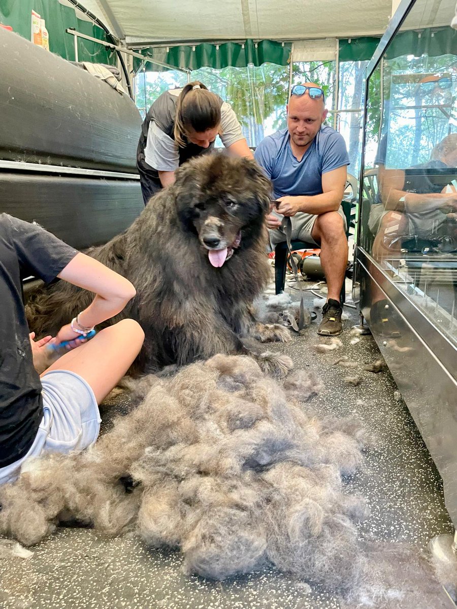 Ulubele's tweet image. Mūsu milzis Tors ( diemžēl ar epilepsiju) šodien padevās Dog SPA grūmeru ķemmēm un šķērēm. Milzu paldies🙏🐾💛