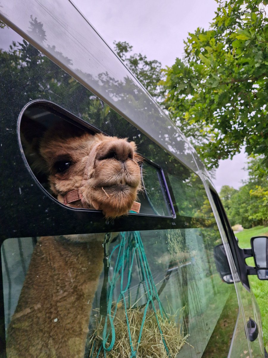 AdeysAlthorp's tweet image. Stud male (macho) "The big Bopper" came to visit the lady Alpaca's today @AlthorpHouse
He loved being in the minibus and even had his own bespoke window.
Conservation@althorp.com