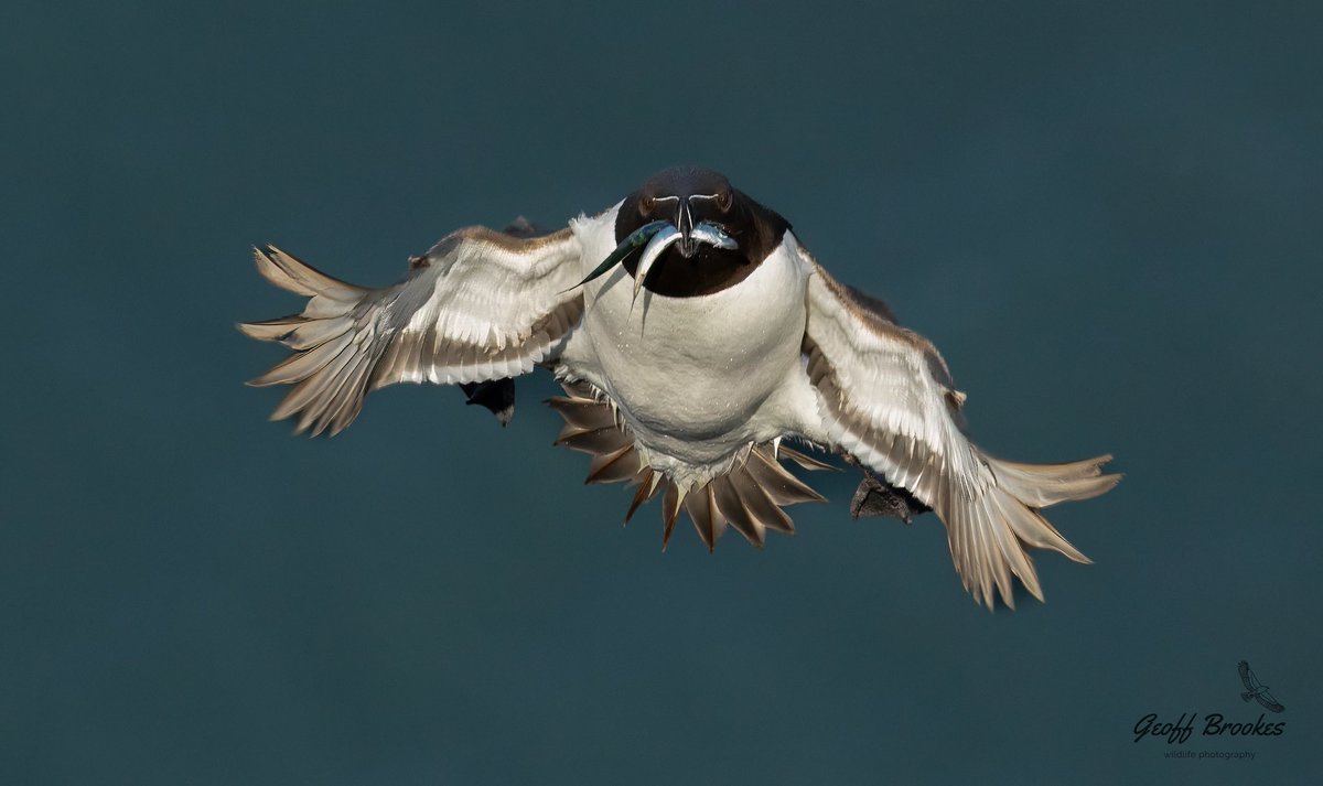 geoffbrookes888's tweet photo. Razorbill on the approach to the nest site carrying a fish supper for its hungry chick,from a visit to RSPB Bempton cliffs,last week.#wildlifephotography #naturelovers #teesside #Eastcoast #bemptoncliffsrspb #razorbills #BirdsInFlight #birdlife #birdwatching #birdphotography https://t.co/AqOhZJX2KC